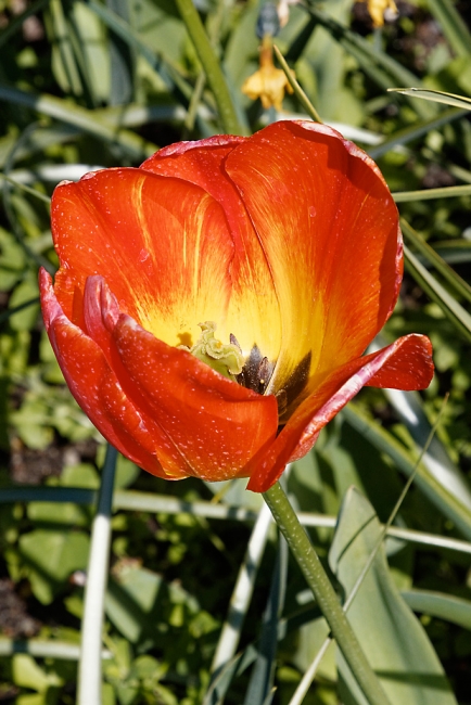 Jardin Botanique de la Bastide-014